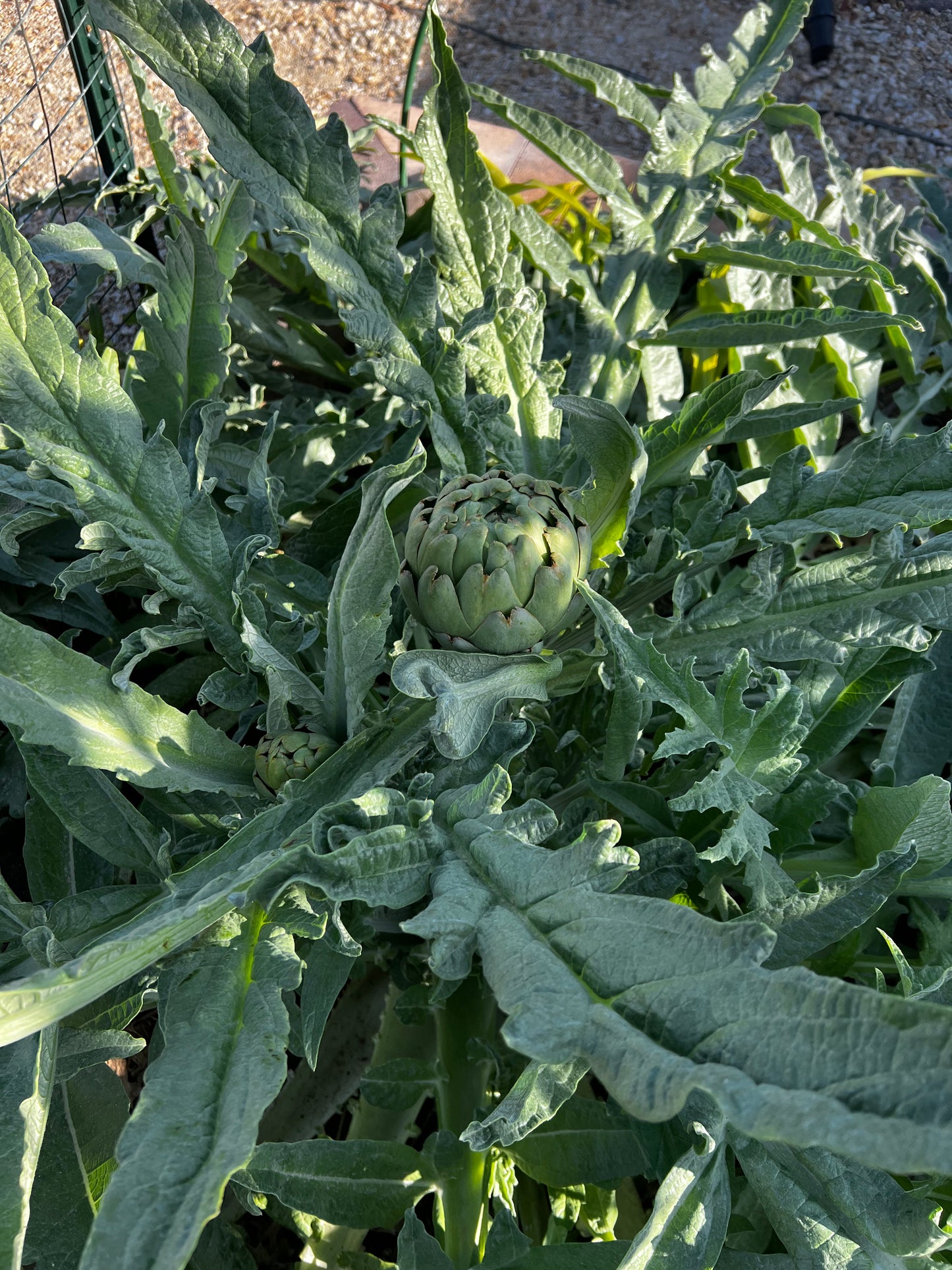 Green Globe Artichoke Seeds
