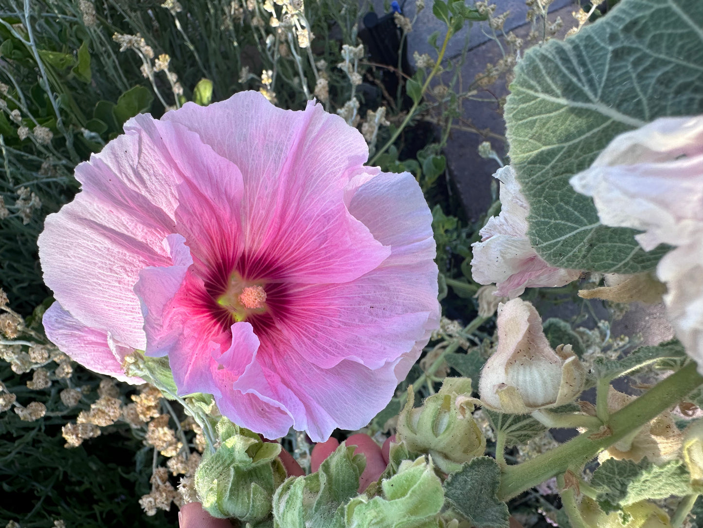 Hollyhock